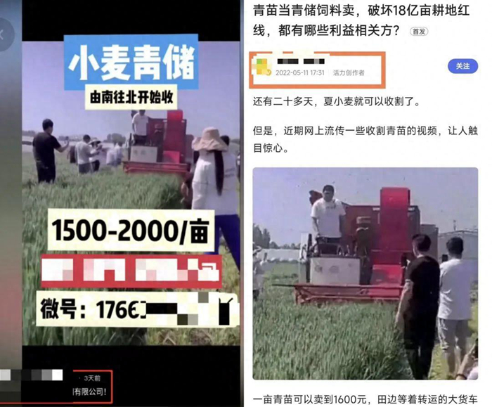 農業(yè)農村部相關司局負責人回應網傳小麥青貯問題