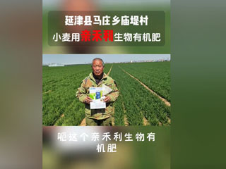 小麥?zhǔn)褂糜H禾利生物有機(jī)肥，延津縣馬莊鄉(xiāng)廟堤村農(nóng)戶(hù)感言