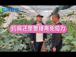大棚黃瓜抗病還是要提高免疫力，云南元謀縣農(nóng)戶(hù)使用感言