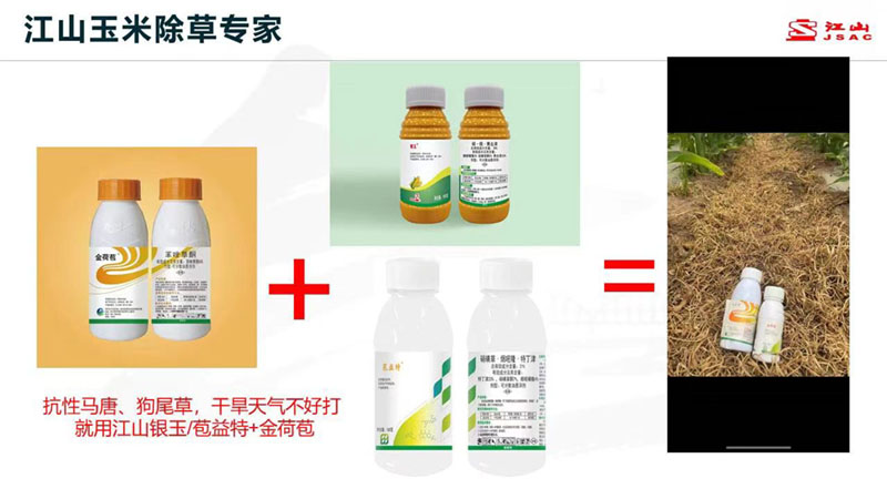 天氣干旱 玉米田超好用的除草劑方案推薦！除草干凈，不傷苗！