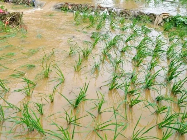 主要農(nóng)作物大雨暴雨防災減災指南